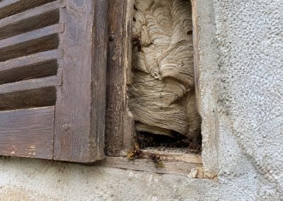 Nid de frelons européens derrière un vieux volet en bois entrouvert