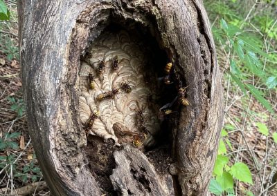 Nid de frelons européens installé dans une cavité de tronc d’arbre