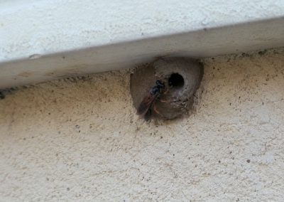 Nid de guêpe maçonne en boue sous un rebord de fenêtre