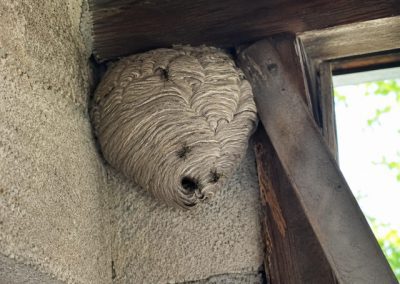 Nid de guêpes fixé dans l’angle d’un toit près d’un mur extérieur