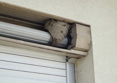 Nid de guêpes installé dans un coffre de volet roulant ouvert