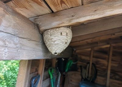 Nid de guêpes sous la toiture d’un abri de jardin en bois