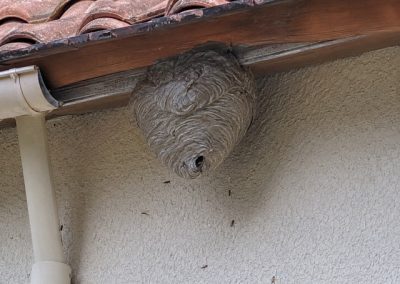 Nid de guêpes sous l’avant-toit d’une maison avec tuiles et gouttière