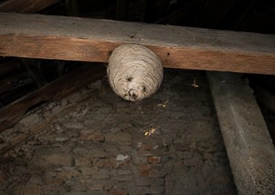 Nid de guêpes suspendu à une poutre dans les combles d’une maison