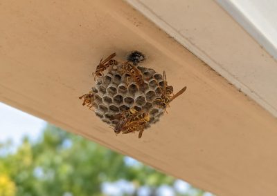 Petit nid de guêpes polistes sous une avancée de terrasse
