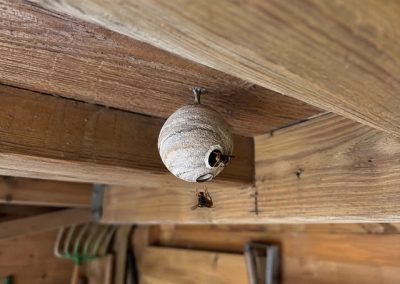 Petit nid primaire de frelon asiatique sous le plafond d’un abri de jardin