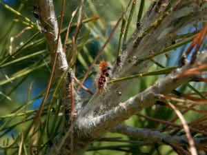 Comment prévenir et éviter une infestation de chenilles processionnaires ?