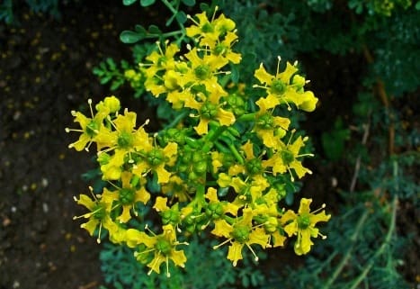 Ruta graveolens : plante rue des jardins répulsive contre les mouches