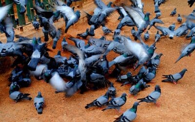 Recettes de grand-mère pour faire fuir les pigeons : Toutes les astuces et solutions efficaces