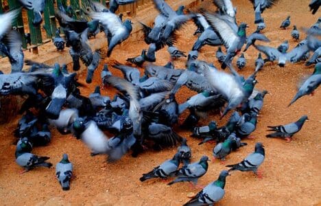 Solutions faire fuir les pigeons
