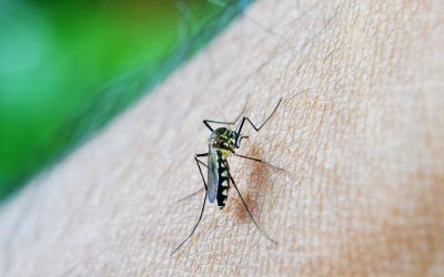 Traitement anti-moustiques : Quelle méthode professionnelle choisir ?