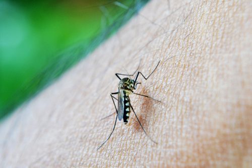 les traitements professionnels contre les moustiques