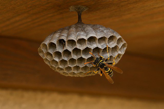 nid de guêpes polistes nid de guêpes polistes