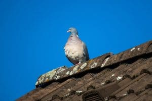 Régulation des pigeons (Dépigeonnage) : réglementation et frais du dépigeonnage