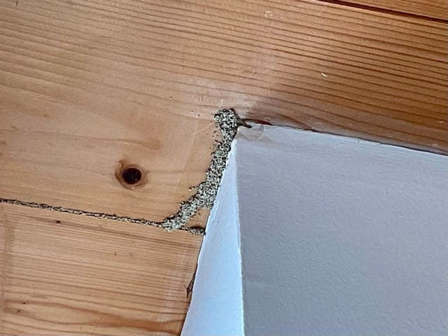 Cordonnet de termites visible sur un plafond en bois clair, longeant une jonction avec une cloison intérieure. Cordonnet de termites visible sur un plafond en bois clair, longeant une jonction avec une cloison intérieure.