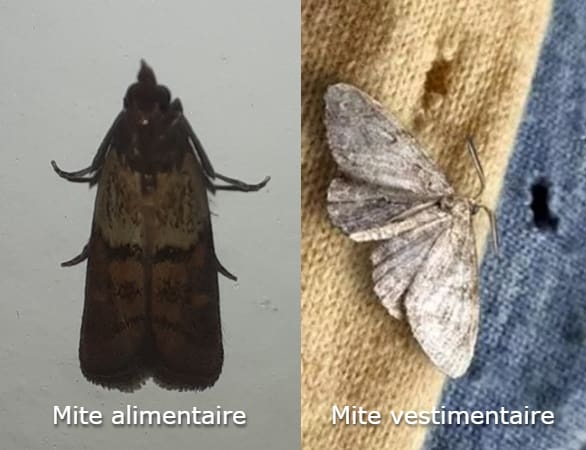 Mite alimentaire (gauche) vs. mite vestimentaire (droite)