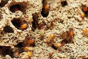 À quoi ressemble une termite ? Identifiez-les avant qu’il ne soit trop tard