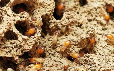 Reconnaître les termites : une étape cruciale pour une lutte efficace