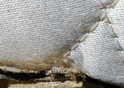 Accumulation de mues et débris dans une fente du matelas