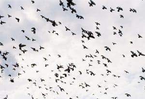 Effaroucheur pour oiseaux et pigeons — quel type choisir, lequel est vraiment efficace et combien de temps avant que les pigeons s&rsquo;y habituent ?