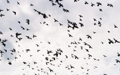 Effaroucheur pigeons : Protégez vos infrastructures des oiseaux nuisibles