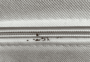 Punaises de lit dans le matelas : inspecter, traiter et décider si vous devez le jeter