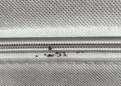 Punaise de lit dans le matelas