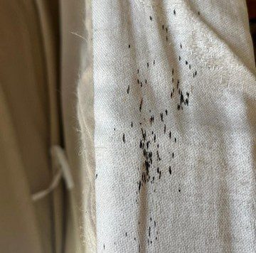 Traces noires de déjections sur la couture du matelas