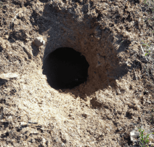 Trou de rat dans le jardin : que faire ?