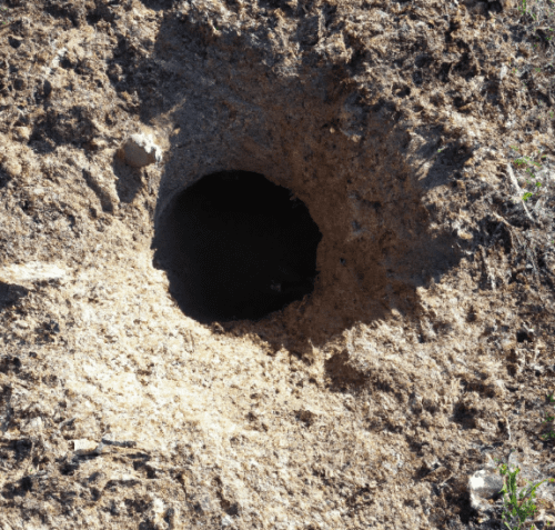 Vue rapprochée d'un trou de rat dans le sol du jardin
