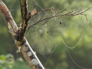 Comment savoir si vous avez des araignées chez vous ? Indices et traces