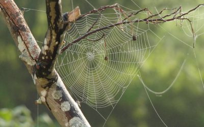 Quels sont les signes de la présence d’araignées ?