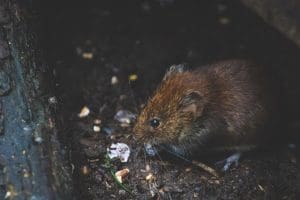 Dératisation en Urgence : Pourquoi et comment agir rapidement ?