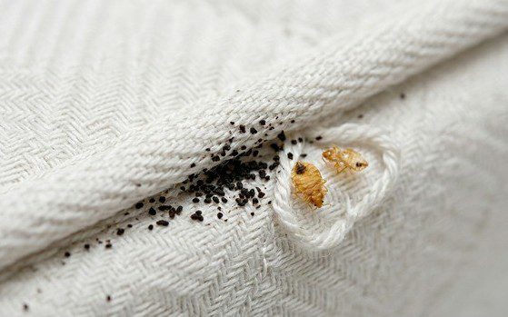 Traces d'excréments noirs et mues de punaises de lit visibles sur les coutures d'un matelas — allergènes résiduels persistants après traitement Traces d'excréments noirs et mues de punaises de lit visibles sur les coutures d'un matelas — allergènes résiduels persistants après traitement