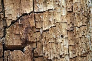 Éradiquer les termites de votre maison : Traitements professionnels