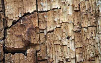 Éradiquer les termites de votre maison : Traitements professionnels