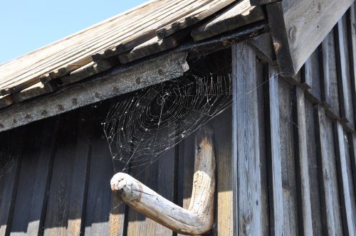 signes de présence d'araignée : nid (toile) d'araignée