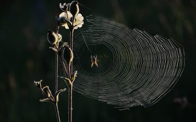 Les risques sanitaires et les dégâts causés par la présence d’araignées : ce que vous devez savoir