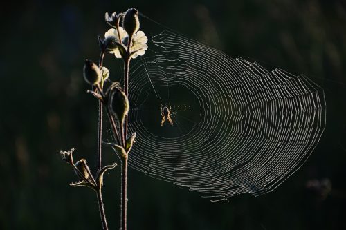 risque et dégât présence araignée
