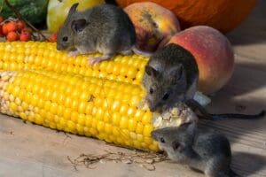 Désourisation : Traitements professionnel par un exterminateur souris