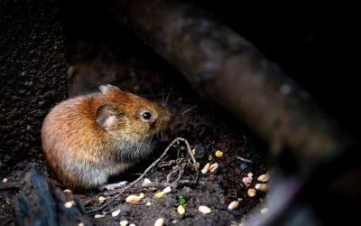 Désourisation : Traitements professionnel par un exterminateur souris
