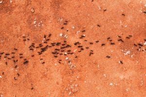 Gel appât anti-fourmis : La solution efficace contre les fourmis ?