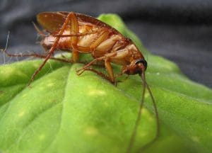 Cafards de jardin, comment s&rsquo;en débarrasser ? Toutes les solutions