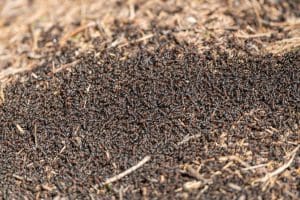 Les meilleures solutions pour se débarrasser des fourmis dans le jardin