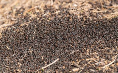 Les meilleures solutions pour se débarrasser des fourmis dans le jardin