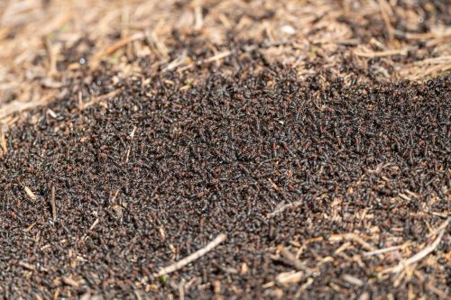 Solutions pour se débarrasser des fourmis dans le jardin