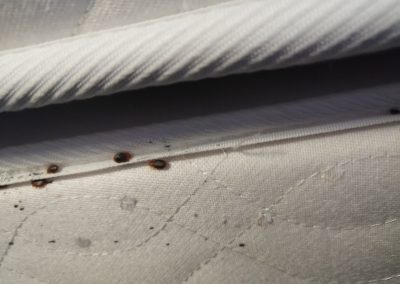 Crottes de punaises de lit dans les fissures du matelas