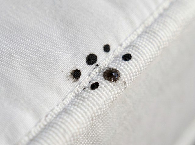 Crottes de punaises de lit sur matelas blanc Crottes de punaises de lit sur matelas blanc