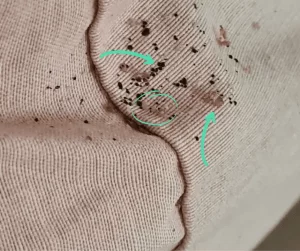 Les traces et taches de punaises de lit (Photos)