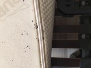 crotte de punaises de lit sur le matelas